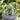 Elephant Bali Garden Statue - 3 colours