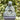 Praying Shaolin Big Bali Garden Statue - 3 colours